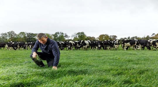 Farmer in a field with cows in the background
