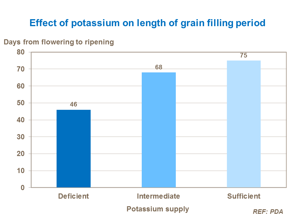 Effect of potassium on length of grain filling period