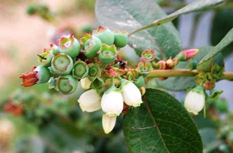 Flowering to fruit set