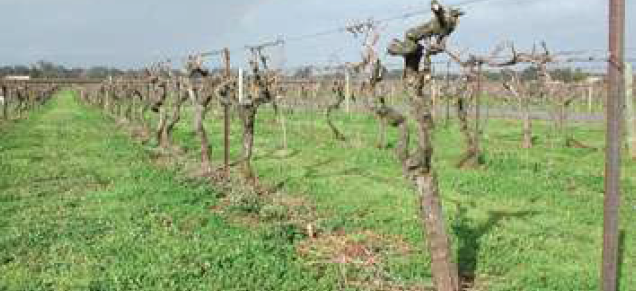 Legume cover crops in wine grapes.