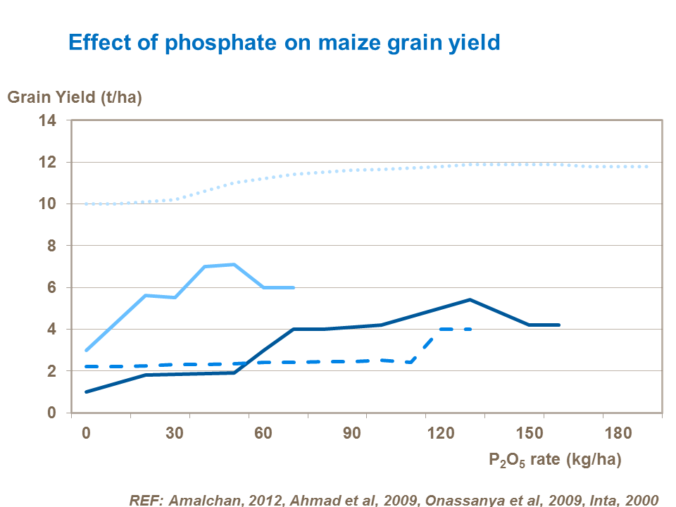 Effect of phosphate on maize grain yield