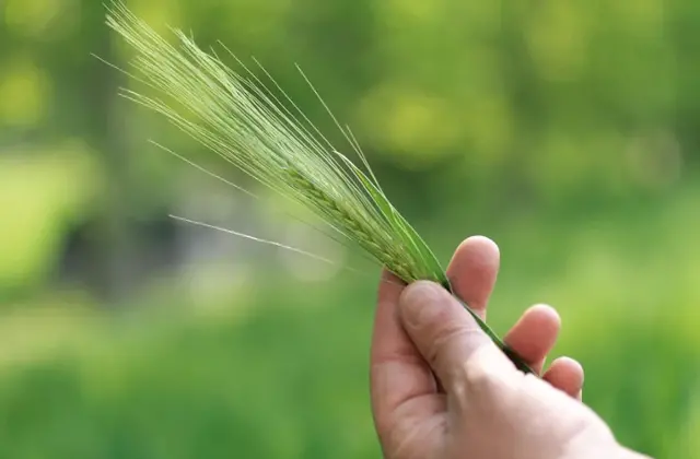 Wheat Crop