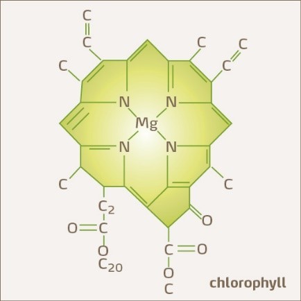 Chlorophyll molecule