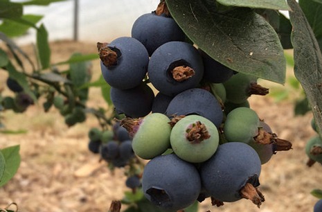 Fruiting to maturity