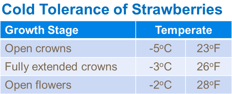 Cold tolerance of strawberries