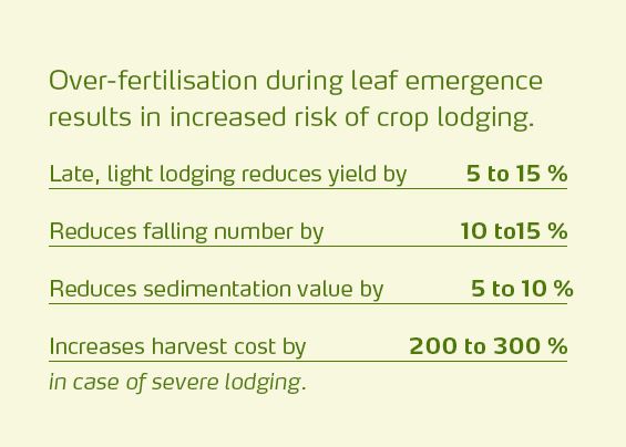 Over-fertilisation during leaf emergence results in increased risk of crop lodging