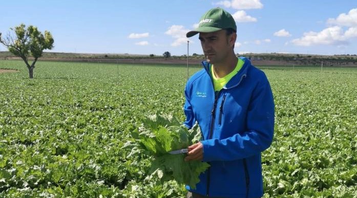 YaraVita Biotrac combats stress in Iceberg lettuce