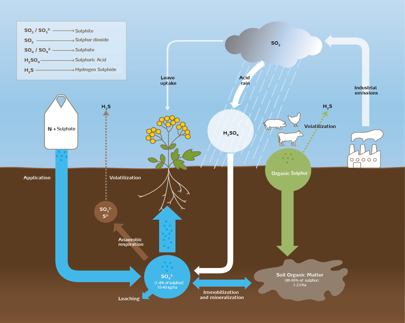 Sulphur cycle