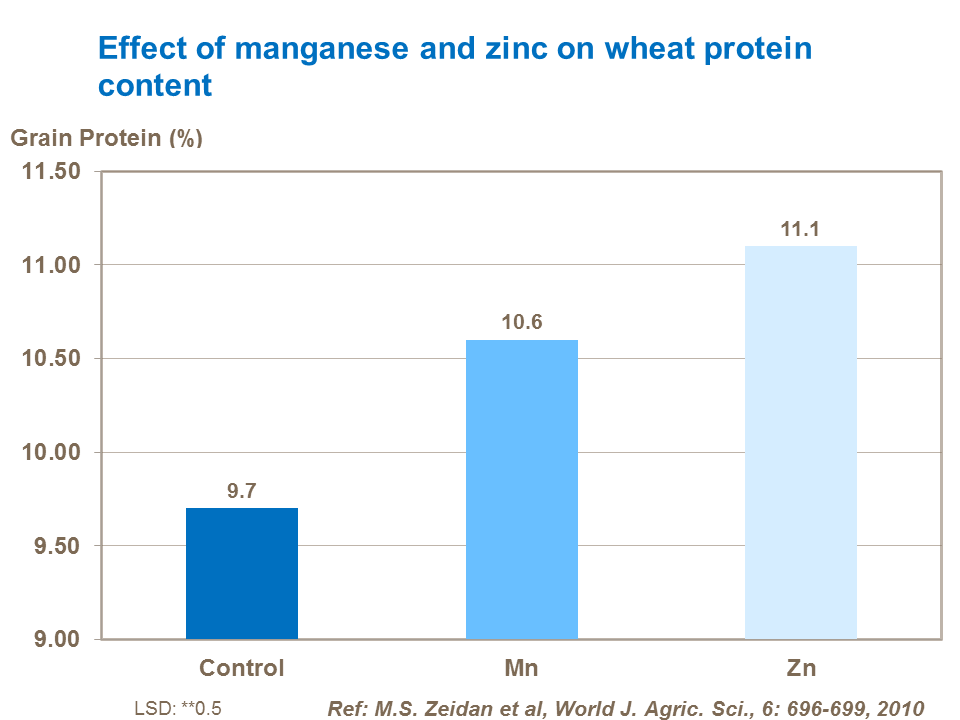 Effect of manganese and zinc on wheat protein content