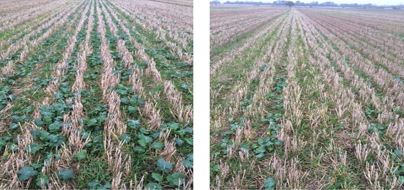 OSC Crops